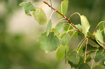 Chopo temblón - Hojas (Populus tremula)