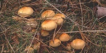 Pholiota lenta