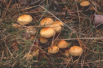 Pholiota lenta