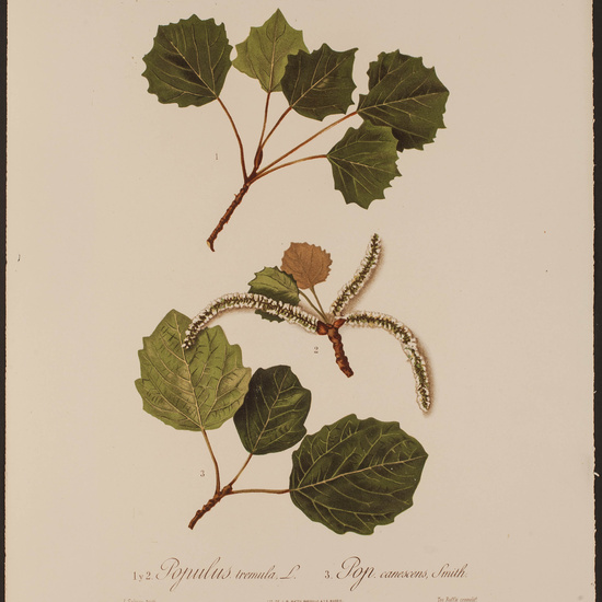 IES_CARDENALCISNEROS_HERBARIO_084