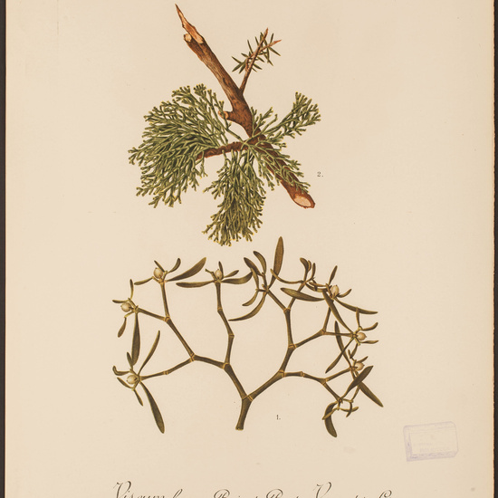 IES_CARDENALCISNEROS_HERBARIO_30 30