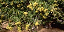 Castaño - Fruto (Castanea sativa)