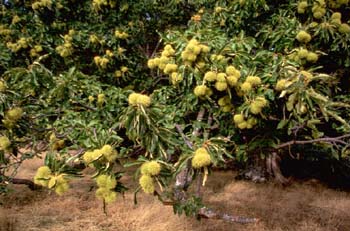 Castaño - Fruto (Castanea sativa)