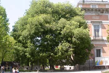 Almez - Porte (Celtis australis)