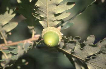 Rebollo / melojo - Bellota (Quercus pyrenaica)