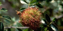Agalla del rosal (Diplolepis rosae)