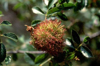 Agalla del rosal (Diplolepis rosae)