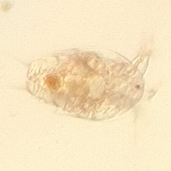 Nauplius