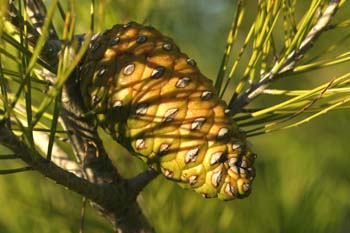 Pino carrasco - Piñas Fem. (Pinus halepensis)