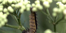 Lepidoptero-Oruga (Lepidoptera)