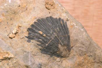 Bivalvo (Molusco-Bivalvo) Jurásico