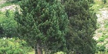 Pino negro - Porte (Pinus uncinata)