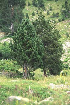 Pino negro - Porte (Pinus uncinata)