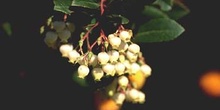 Madroño - Flor (Arbutus unedo)