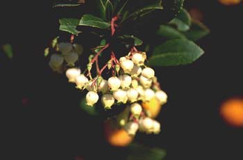 Madroño - Flor (Arbutus unedo)