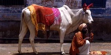 Hombre con vaca adornada, Pushkr, India
