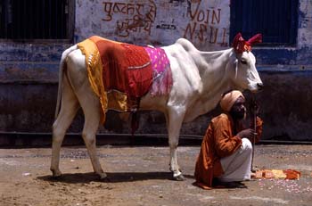 Hombre con vaca adornada, Pushkr, India
