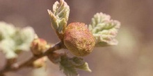 Agalla - Manzana del roble (Biorhiza pallida)
