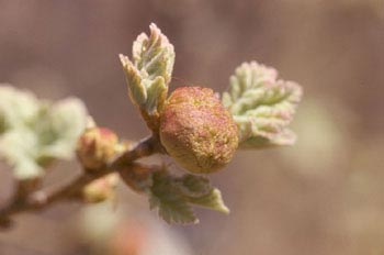 Agalla - Manzana del roble (Biorhiza pallida)