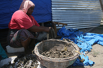 Limpiando ostras, Campamento de pescado, Alunaga, Sumatra, Indon