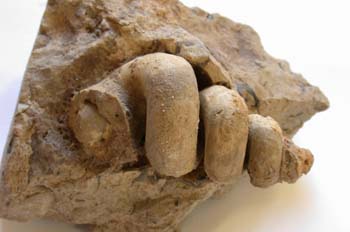 Turritella terebralis (Moluscos-Gasterópodos) Mioceno