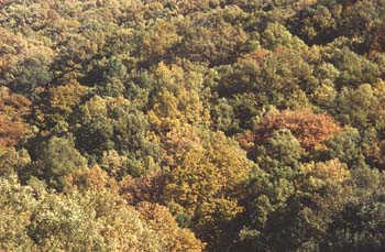 Rebollo / melojo - Bosque (Quercus pyrenaica)