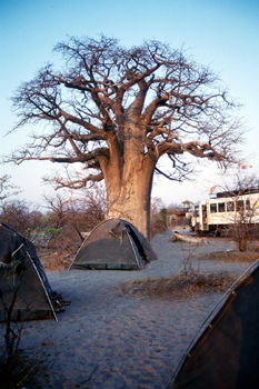 Campamento Planet Baobab, Botswana