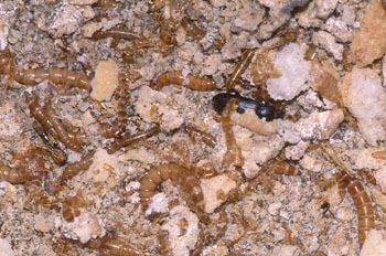 Escarabajo de la harina (Tenebrio molitor)