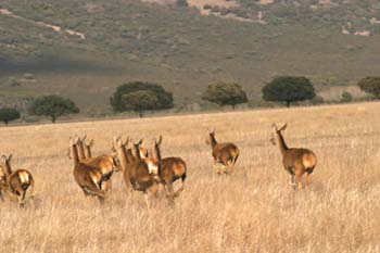 Ciervo común (Cervus elaphus)