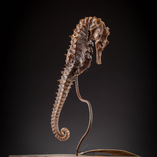 IES_SANISIDRO_MUSEO_Zoolgía_061