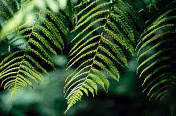 Detalle de varias hojas de helecho