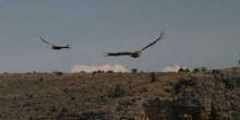 Buitre Leonado, Hoces del Duratón, Segovia, Castilla y León