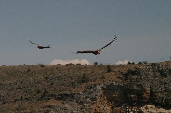 Buitre Leonado, Hoces del Duratón, Segovia, Castilla y León