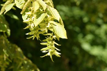 Carpe - Fruto (Carpinus betulus)