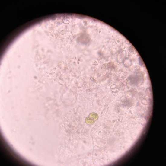 Cosmarium_Cucurbita-Nazop-L-01-04