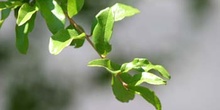 Granado - Hoja (Punica granatum)