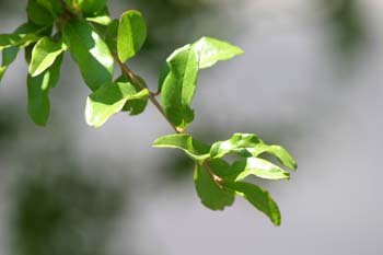 Granado - Hoja (Punica granatum)