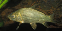 Carpa (Ciprinus carpio)