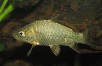 Carpa (Ciprinus carpio)