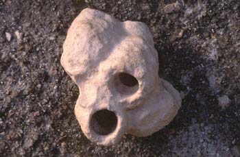 Nido de avispa alfarera (Insecto) Holoceno