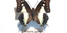 Polyura jupiter (Nueva Guinea)