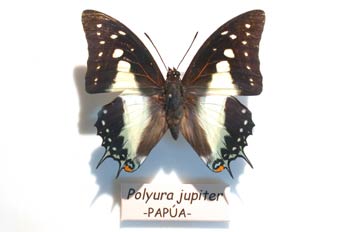 Polyura jupiter (Nueva Guinea)