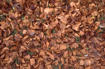 Haya - Suelo (Fagus silvatica)