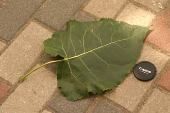 Chopo de Canadá - Porte (Populus x canadensis)
