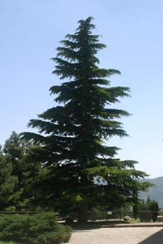 Cedro llorón - Porte (Cedrus deodara)