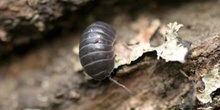 Cochinilla (Armadillidium opacum)