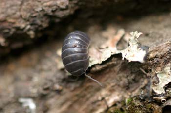 Cochinilla (Armadillidium opacum)