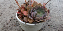 Planta, Echevería (Echeveria pink frills)