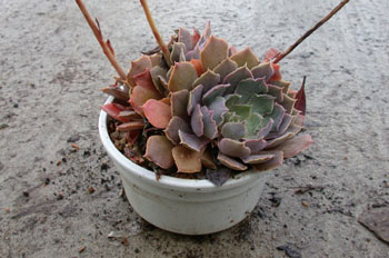 Planta, Echevería (Echeveria pink frills)