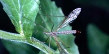 Típula de los jardines (Tipula oleracea)